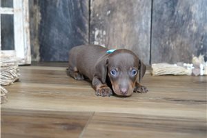 Roanoke - puppy for sale