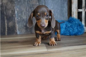 Dexter - puppy for sale