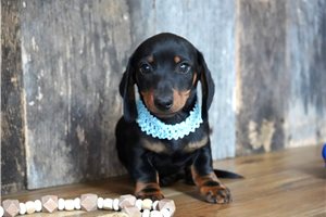 Fuller - Dachshund, Mini for sale