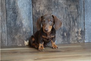 Desmond - puppy for sale