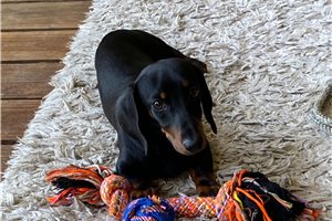 Fuller - Dachshund, Mini for sale