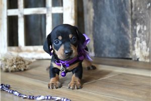Poppy - puppy for sale