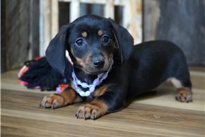 Fern - Dachshund, Mini for sale