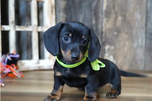 Finley - Dachshund, Mini for sale