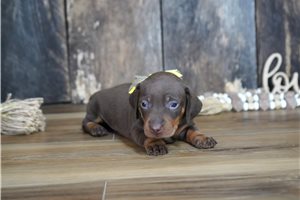Robin - puppy for sale