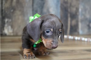 Bryce - puppy for sale