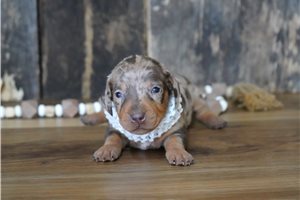 Pandora - Dachshund, Mini for sale