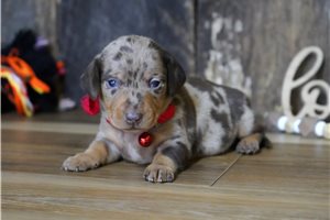 Papa - puppy for sale
