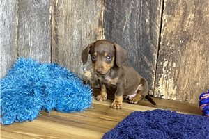 Drax - puppy for sale