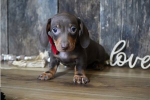 Griffin - Dachshund, Mini for sale
