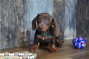 Griffin - Dachshund, Mini for sale