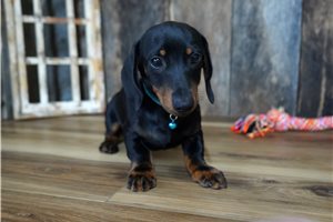 Fuller - Dachshund, Mini for sale