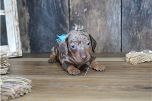 River - Mini Dachshund for sale