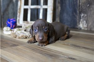 Regis - puppy for sale