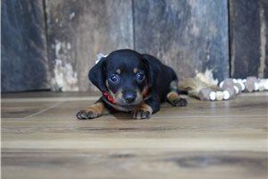 Plum - Mini Dachshund for sale