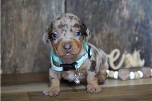 Parka - Dachshund, Mini for sale
