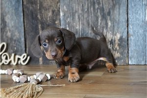 Brady - puppy for sale