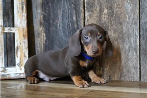 Goby - Mini Dachshund for sale