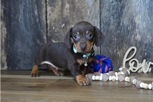 Bentley - Dachshund, Mini for sale