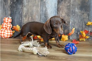 Damien - Dachshund, Mini for sale