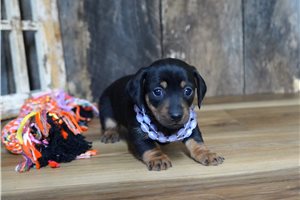 Fern - Dachshund, Mini for sale
