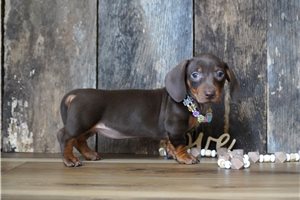 Gianna - Dachshund, Mini for sale