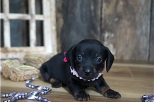 Paloma - Mini Dachshund for sale