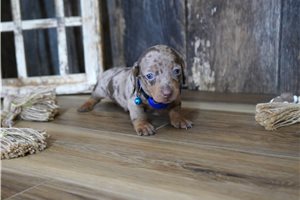 Rudy - puppy for sale