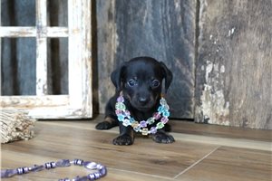 Paige - puppy for sale