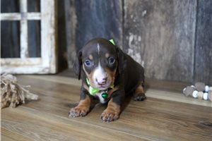Wyatt - puppy for sale