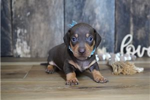 Wylie - Mini Dachshund for sale
