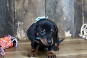 Fuller - Dachshund, Mini for sale
