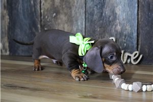 Bryce - Dachshund, Mini for sale
