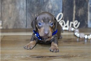 Goby - puppy for sale