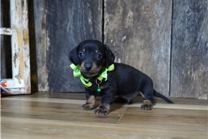 Finley - Dachshund, Mini for sale