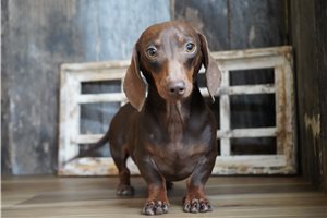 Upcoming Litter - puppy for sale