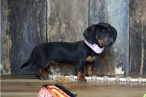 Fancy - Dachshund, Mini for sale