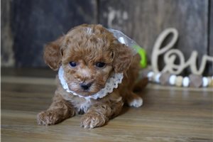Raylin - puppy for sale