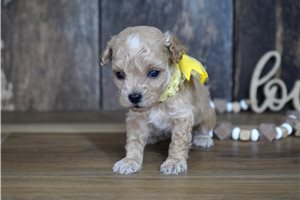 Sparky - puppy for sale