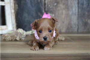 Sophia - Maltipoo for sale
