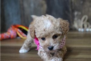 Rayna - Malti Poo - Maltipoo for sale