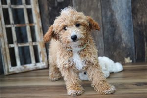 Rayna - Malti Poo - Maltipoo for sale
