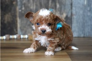 Ranger - puppy for sale