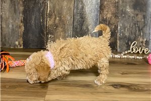 Rayna - Malti Poo - Maltipoo for sale