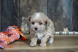 Rascal - puppy for sale