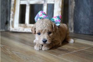 Sonja - Maltipoo for sale