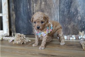 Sofia - Maltipoo for sale