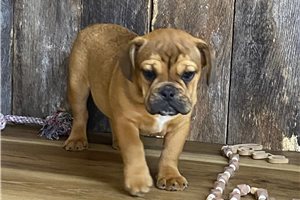 Chester - Mixed/Other for sale