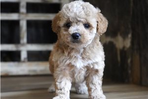 Ellie - puppy for sale
