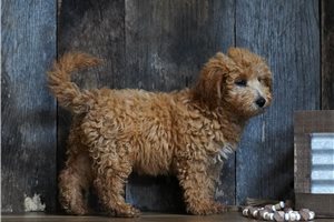 Elsie - puppy for sale